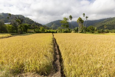 Sarı pirinç alan hasat Moni, Doğu Nusa Tenggara Endonezya için hazır. 