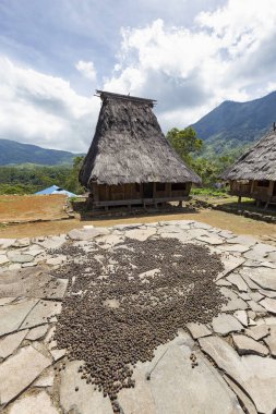 Wologai köyü yakınındaki Kelimutu Doğu Nusa Tenggara, Endonezya geleneksel evlerde ortasında büyük taş döşeme üzerinde kurutma kahve.