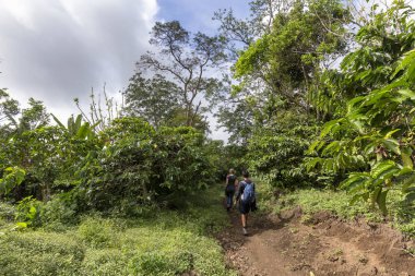 İki yürüyüşçüler Kelimutu Milli Parkı Doğu Nusa Tenggara, Endonezya yamaçlarında vahşi kahve bitkiler arasında yürüyüş. 