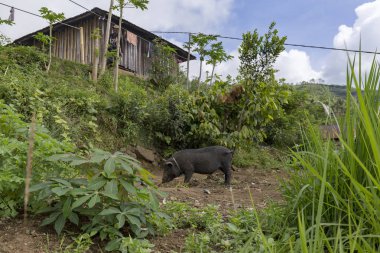 Black Hog in Pemo, a village in Flores, Indonesia.  clipart