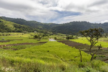 Tarım arazileri aşağıda Kelimutu Milli Parkı yakınındaki Moni, Endonezya. 