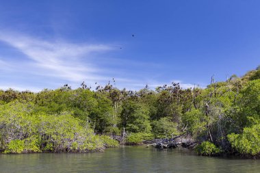 Riung, Endonezya Mangroves içinde uyuyan meyve yarasalar yakınındaki. 