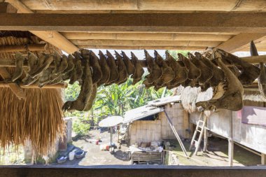 Domuz ve Buffalo sapa Flores, Endonezya Luba geleneksel köy içinde ritüel kurban dan. 
