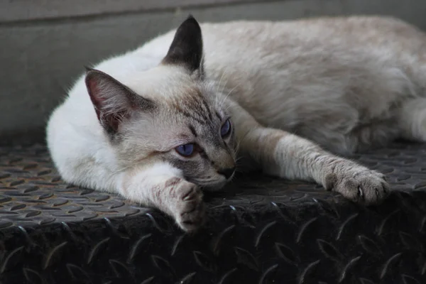 A Siamese Cat Chills out in Bangkok, Thailand