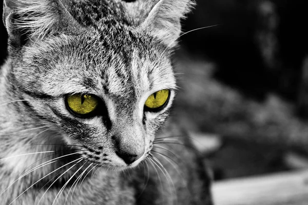 泰国曼谷 一只黄色眼睛的猫凝视着远处的距离 — 图库照片