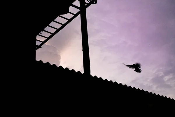 A Silhouetted bird at Hua Lamphong Train Station in Bangkok, Thailand.