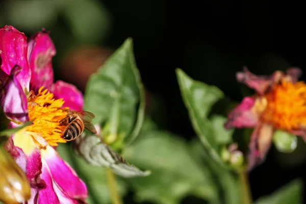 Uma Abelha Poliniza Flores — Fotografia de Stock