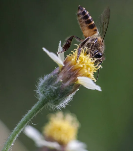 Mézelő Méh Polinates Bellis Perennis Virág — Stock Fotó