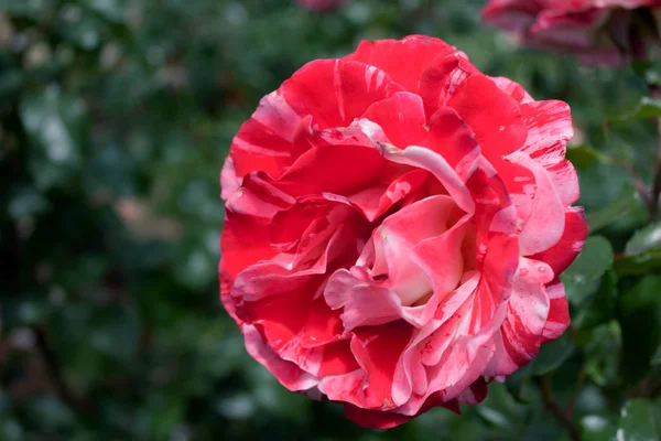 Rosa Und Weiße Rose — Stockfoto