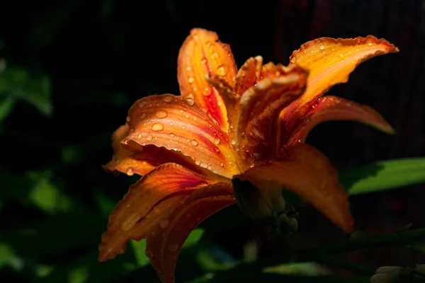 Orange Och Röda Lilie Blommar Sommaren Nära Oakland Kalifornien — Stockfoto