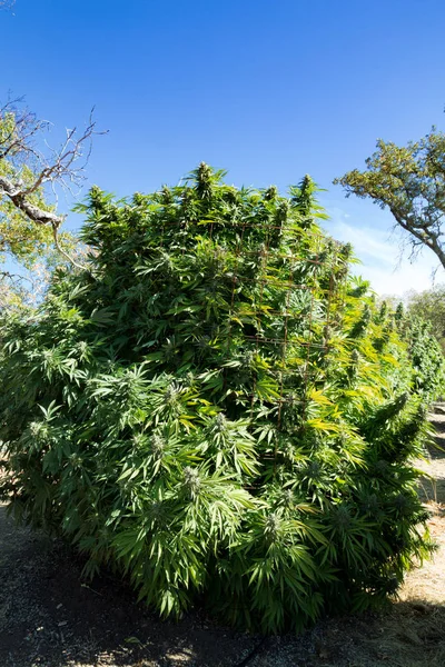 Vista Completa Una Pianta Marijuana Medica — Foto Stock
