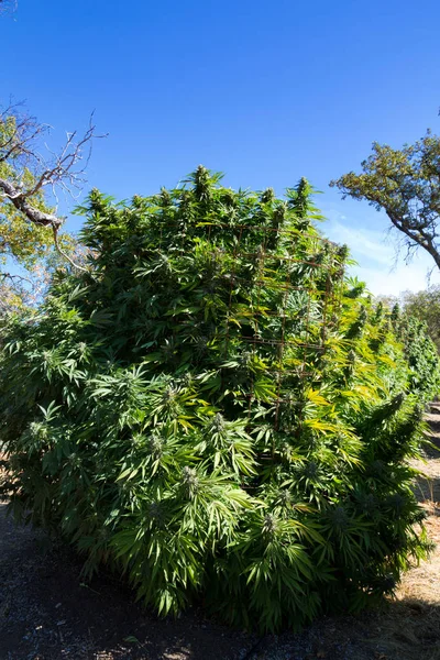 Úplný Přehled Lékařské Marihuany Rostlin Modrou Oblohou — Stock fotografie