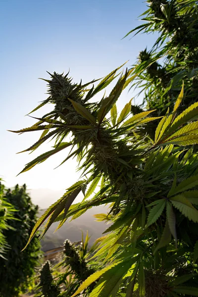 Vista Cerca Los Brotes Marihuana Medicinal — Foto de Stock
