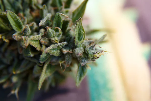 Wyświetlić Zbliżenie Pąki Marihuany — Zdjęcie stockowe