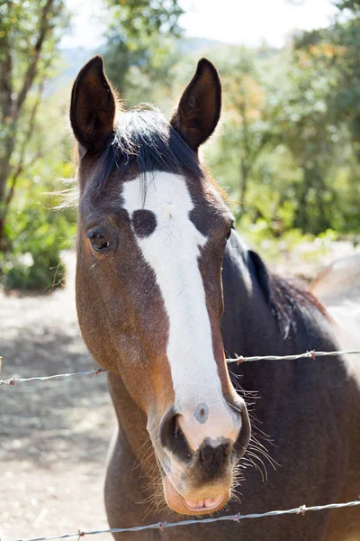 Ein Paar Pferde Der Nähe Von Carmel Valley Kalifornien — Stockfoto
