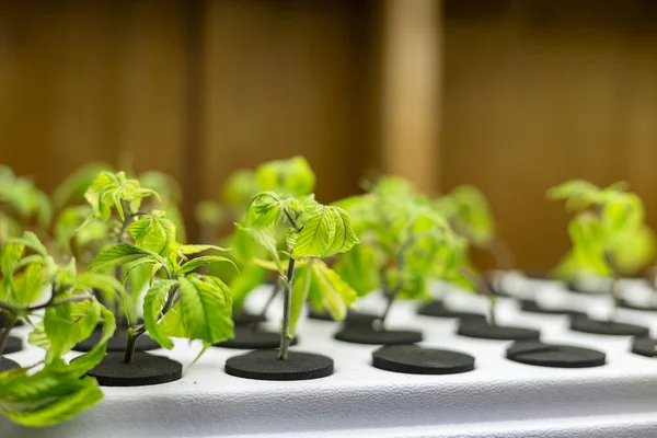 Medical cannabis grown from seed at a grow operation for patients.