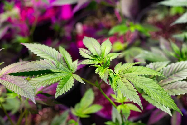 İşlem, bir kapalı olgunlaşmamış tıbbi esrar bitkiler büyümek.