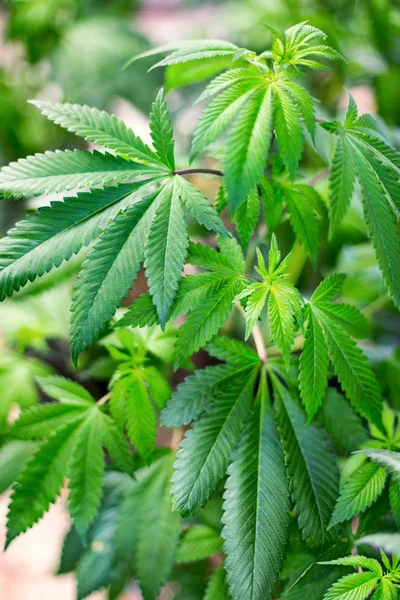 Immature medical marijuana plants at an indoor grow operation.