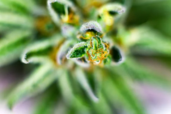 Zdjęć Makro Świeżo Ścięte Marihuany Kwiaty Kryty Rosnąć Operacji — Zdjęcie stockowe