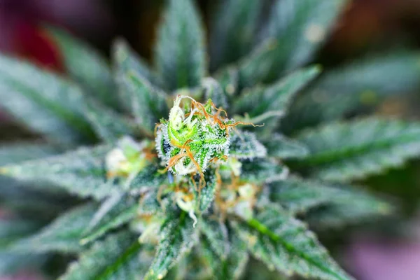 Makro Fotoğraf Trichomes Turuncu Saçlar Yaprakları Gösteren Bir Fitillerle Tıbbi — Stok fotoğraf