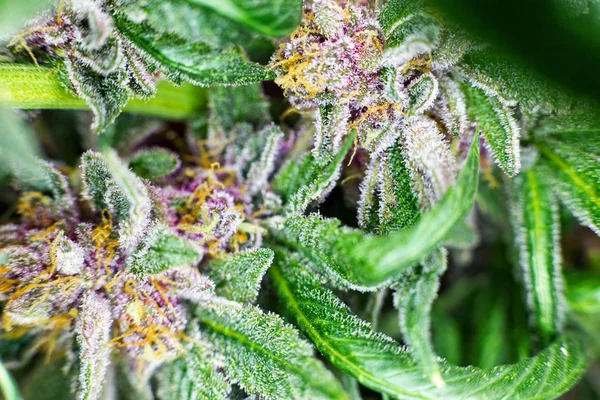 Makro Fotoğraf Trichomes Turuncu Saçlar Yaprakları Gösteren Bir Fitillerle Tıbbi — Stok fotoğraf