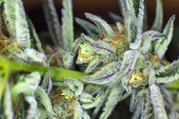 Kök ve Trichomes makro nemli tıbbi esrar bitki. 