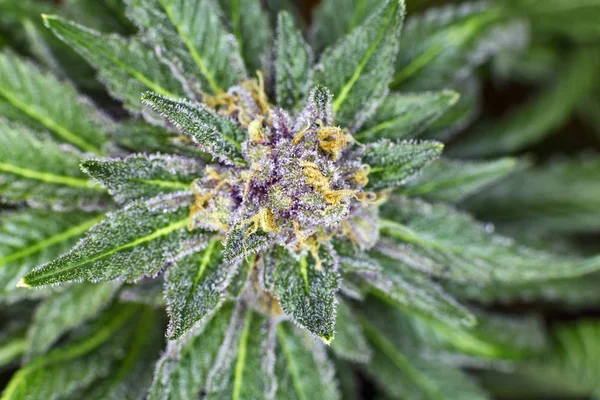 Top down macro view of Purple Haze Kush medical Cannabis.