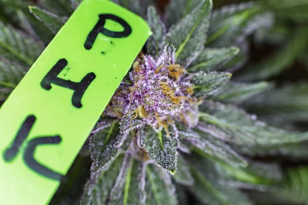 Purple haze kush cannabis with label.