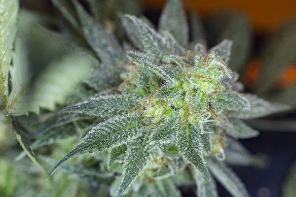 Detalhe Macro Vista Erva Cannabis Medicinal Não Aparada Com Cabelos — Fotografia de Stock