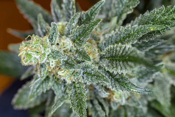 Nemli tıbbi fitillerle esrar bud ayrıntılı makro görünümü. 