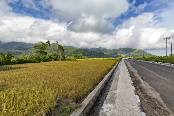 Rice Fields Ready Harvest Road Leading Moni East Nusa Tenggara — Stock Photo, Image