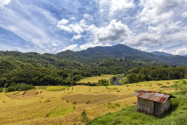 Rice terraces near Kelimutu National Park in East Nusa Tenggara, Indonesia.