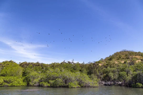 Fruit Bats fill the early morning sky in the Seventeen Island National Park in East Nusa Tenggara, Indonesia.