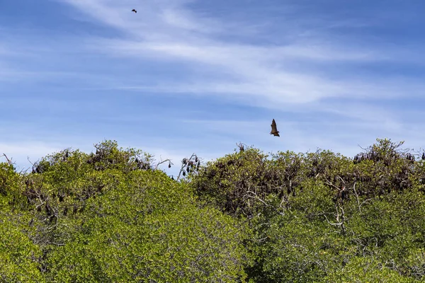 Chauves Souris Fruitières Dormant Dans Des Mangroves Sur Une Des — Photo