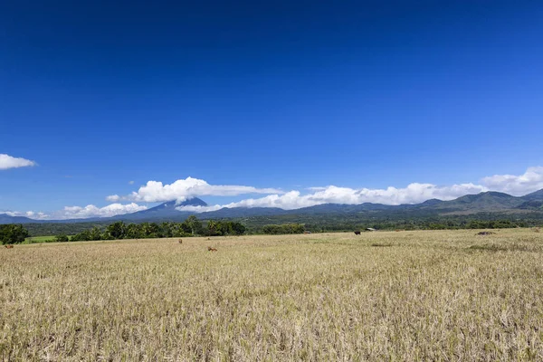 Betakarított Rizst Benyújtani Mount Ebulobo Vulkán Távolban Flores Indonézia — Stock Fotó