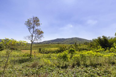 Tarım arazisi ve Ruteng Flores, Endonezya'nın adada teraslı pirinç tarlaları. 
