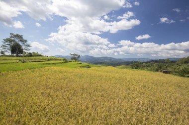 Teraslı Golo Cador pirinç tarlaları yakınındaki Ruteng Flores, Endonezya. 