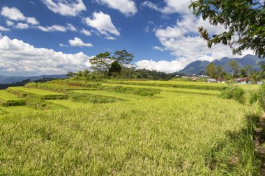Blue sky over the Golo Cador Rice Terraces in Ruteng on Flores, Indonesia.  clipart