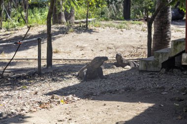 İki Komodo ejderleri rahatlatıcı güneşin Komodo Adası. 