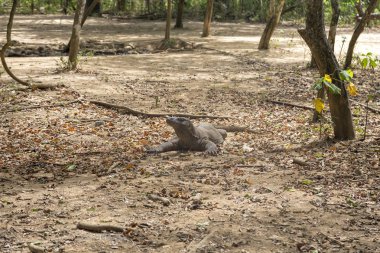 Olgun bir komodo dragon bir sulama delik Komodo Adası yakınlarında.