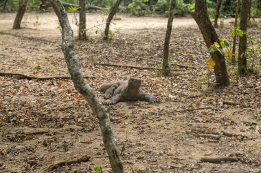 Bir Komodo ejderi tüyler ürpertici out orman katta Komodo Ulusal Parkı. 