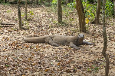 Bir komodo ejderi Endonezya Komodo adasında yükseltilmiş bir kafa ile. 