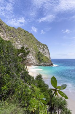 Nusa Penida, Endonezya Kelingking Beach'te hemen üstünde tropikal bitki. 