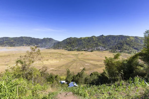 Spider Rice Fields Momento Del Raccolto Flores Indonesia — Foto Stock