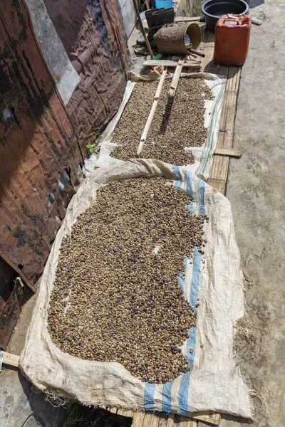 Flores coffee drying in the tropical sun.