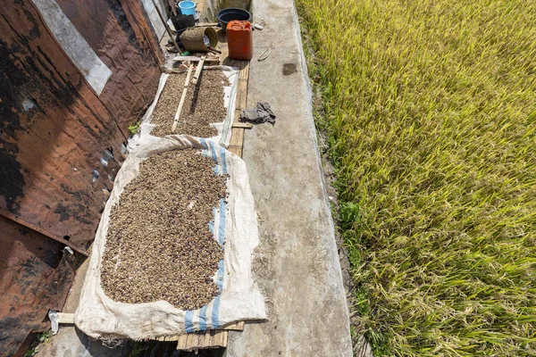 Flores coffee drying in the tropical sun next to a rice field near Ruteng, Indonesia.