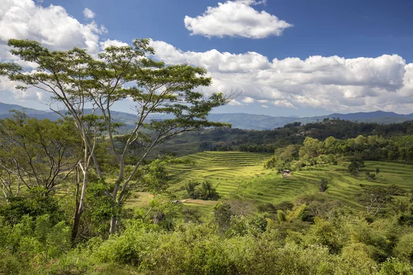 Árboles Tropicales Enmarcan Hermosas Terrazas Arroz Golo Cador Cerca Ruteng — Foto de Stock