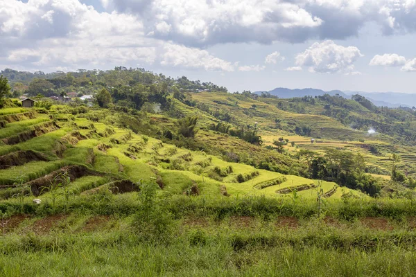 Pequeñas Terrazas Arroz Golo Cador Rice Terrace Valley Cerca Ruteng — Foto de Stock