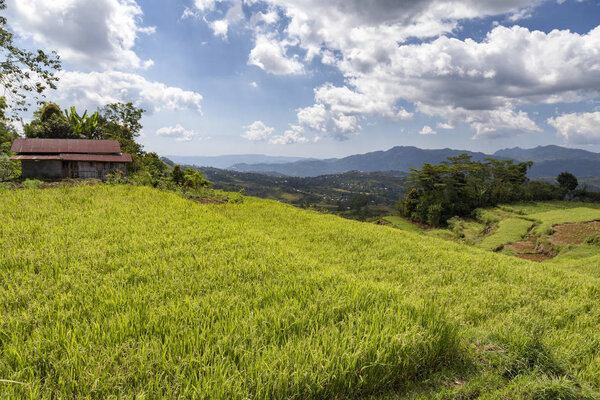 Rice terrace landscape at the Golo Cador Rice Terraces in Ruteng on Flores, Indonesia
. 