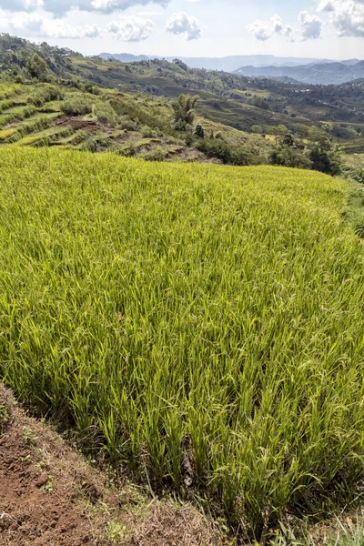 Portrait shot of the edge of a rice field at the Golo Cador Rice Terraces in Ruteng on Flores, Indonesia.